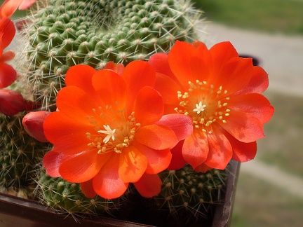 Rebutia senilis