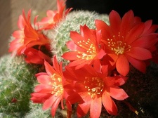 Rebutia senilis Tit FG