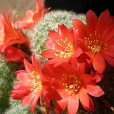 Rebutia senilis Tit FG