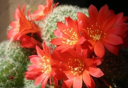 Rebutia senilis Tit FG