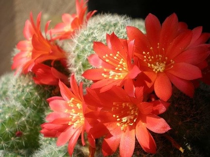 Rebutia senilis Tit FG
