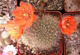 Rebutia sp