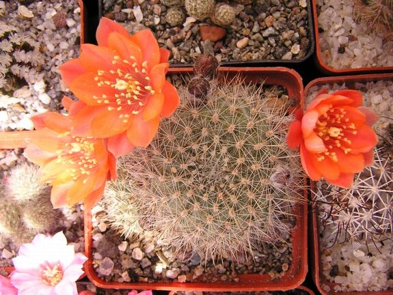 Rebutia sp