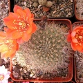 Rebutia sp