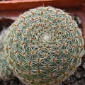Rebutia theresae