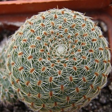 Rebutia theresae
