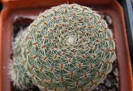 Rebutia theresae