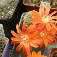 Rebutia theresae KK1925 balanovskiy