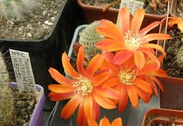 Rebutia theresae KK1925 balanovskiy