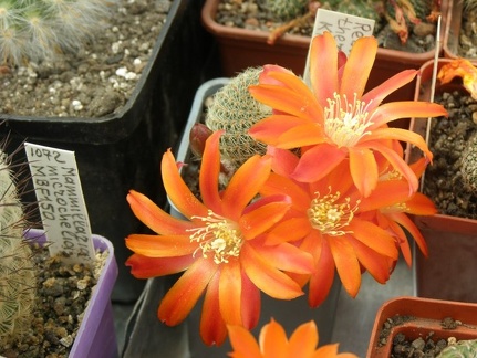 Rebutia theresae KK1925 balanovskiy