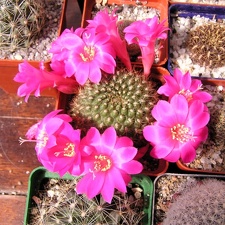 Rebutia violaciflora