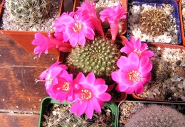 Rebutia violaciflora