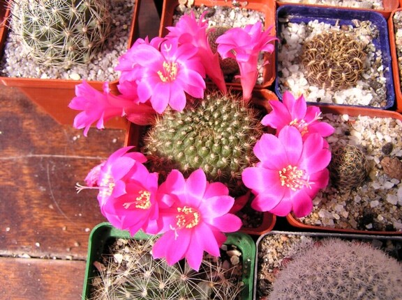Rebutia violaciflora