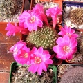 Rebutia_violaciflora.jpg