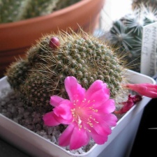 Rebutia violaciflora Analitic