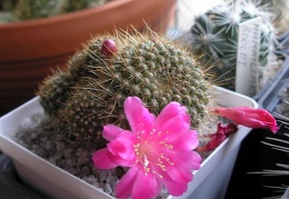 Rebutia violaciflora Analitic