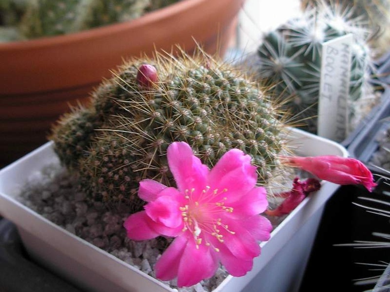 Rebutia violaciflora Analitic