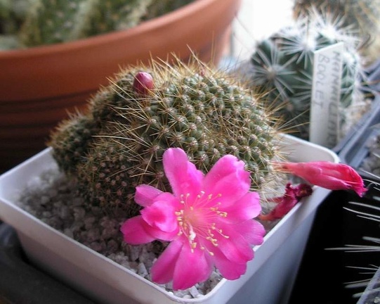 Rebutia violaciflora Analitic