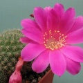 Rebutia violaciflora Rigum FG
