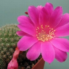 Rebutia violaciflora Rigum FG