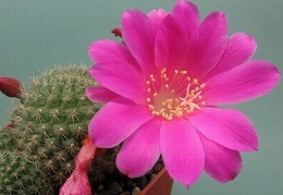 Rebutia violaciflora Rigum FG