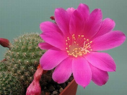 Rebutia violaciflora Rigum FG