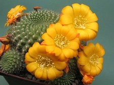 Rrebutia marsoneri Rigum FG