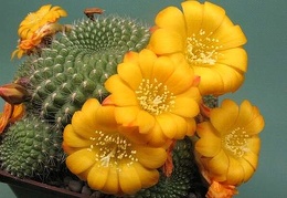 Rrebutia marsoneri Rigum FG