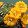 Rrebutia marsoneri Rigum FG