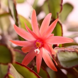 Rhipsalidopsis (Rhipsalis)