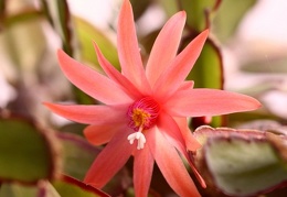 Rhipsalidopsis hybr