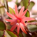 Rhipsalidopsis_hybr.JPG