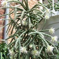 Eritrorhipsalis pilocarpa Gusseva