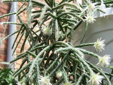 Eritrorhipsalis pilocarpa Gusseva
