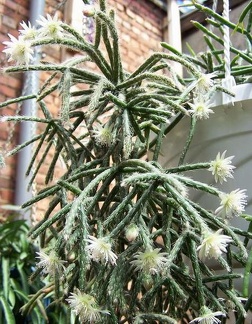 Eritrorhipsalis pilocarpa Gusseva