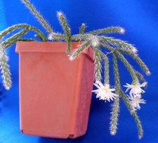 Rhipsalis pilocarpa Lira