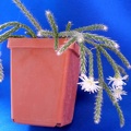 Rhipsalis pilocarpa Lira