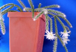 Rhipsalis pilocarpa Lira