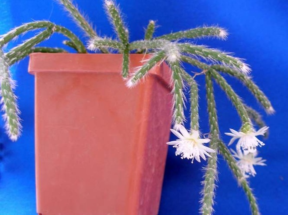 Rhipsalis pilocarpa Lira