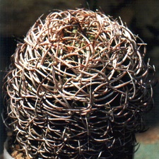 Rоdentiophila atacamensis