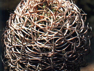 Rоdentiophila atacamensis