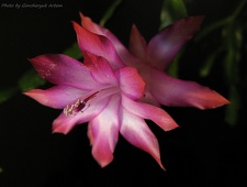 Schlumbergera hybr  Goncharyuk FG