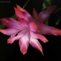 Schlumbergera hybr  Goncharyuk FG