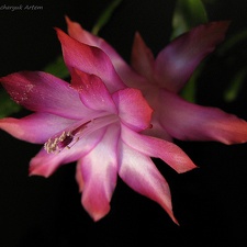 Schlumbergera hybr  Goncharyuk FG