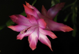 Schlumbergera hybr  Goncharyuk FG