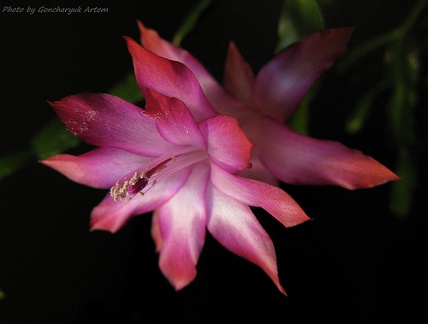 Schlumbergera hybr  Goncharyuk FG