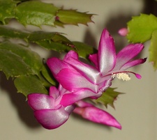 Schlumbergera hybr  Sob
