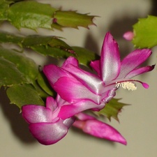 Schlumbergera hybr  Sob