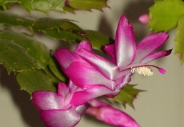 Schlumbergera hybr  Sob