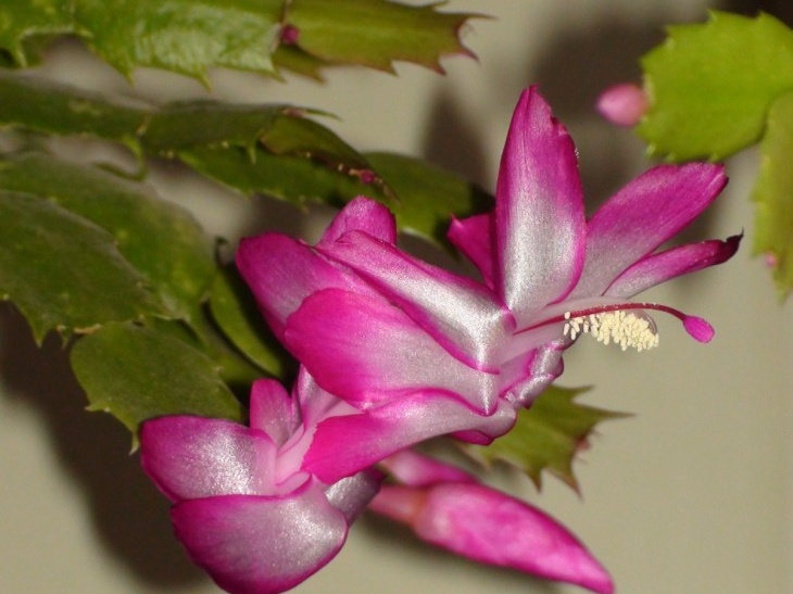 Schlumbergera hybr  Sob